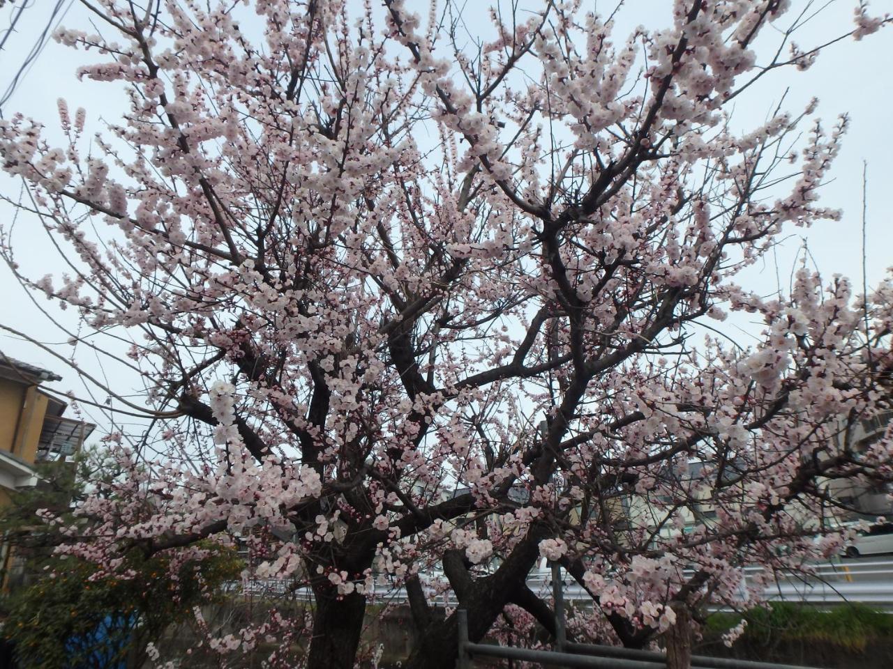Kyo No Yado Nishioji Hotel Kyoto Buitenkant foto